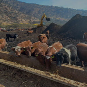 Estabilizado de Vacuno