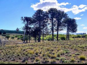 AgrosurChile – Fundo Lonquimay