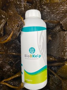 BioB Kelp