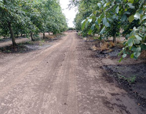 AgrosurChile – Fundo La Hormiga